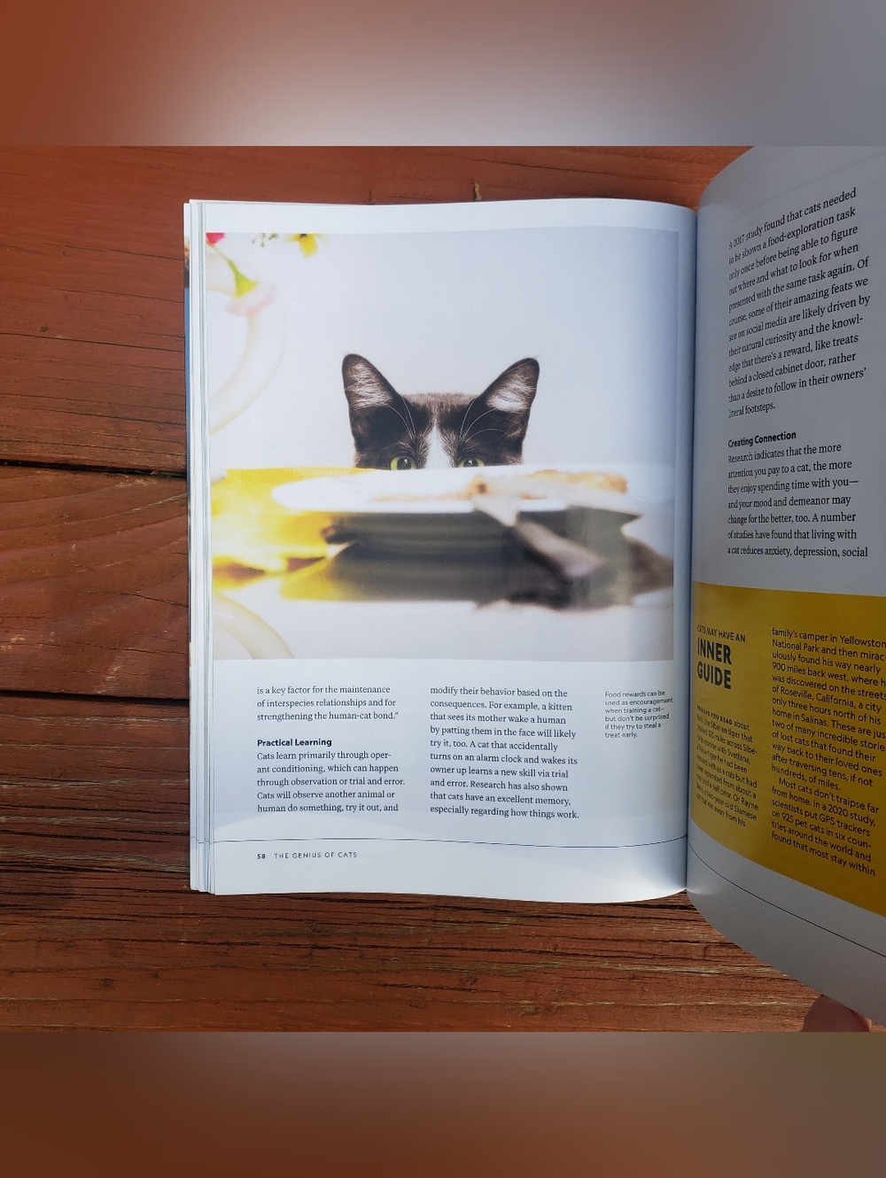 National Geographic The Genius Of Cats Special Publication - 12/2025 - Picture 8 of 10